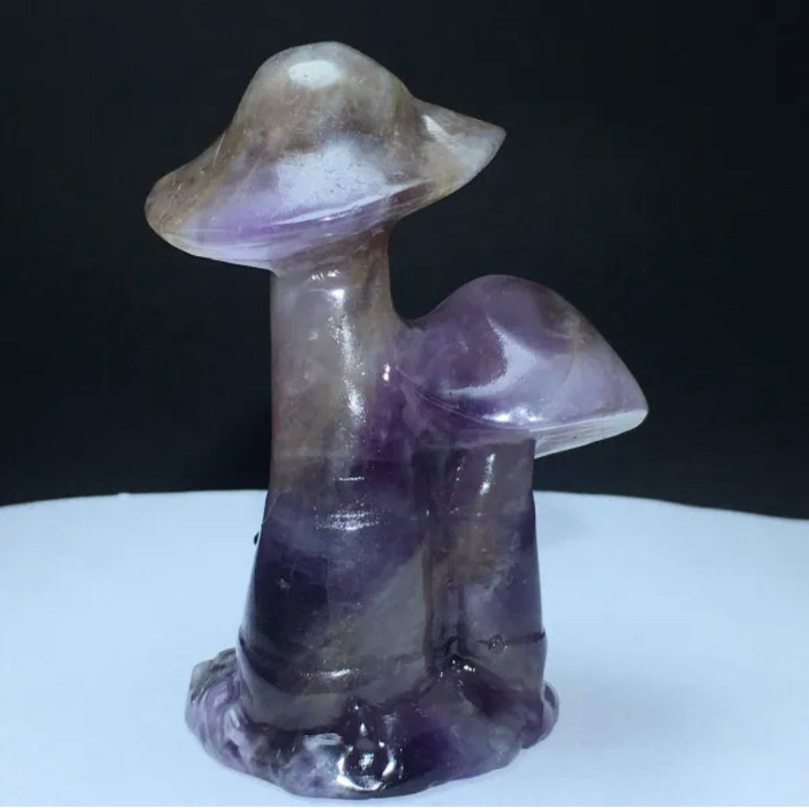 Amethyst mushroom bunch