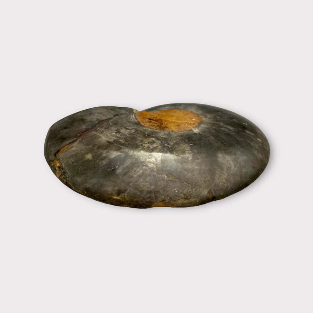 Ammonite Fossil Shell