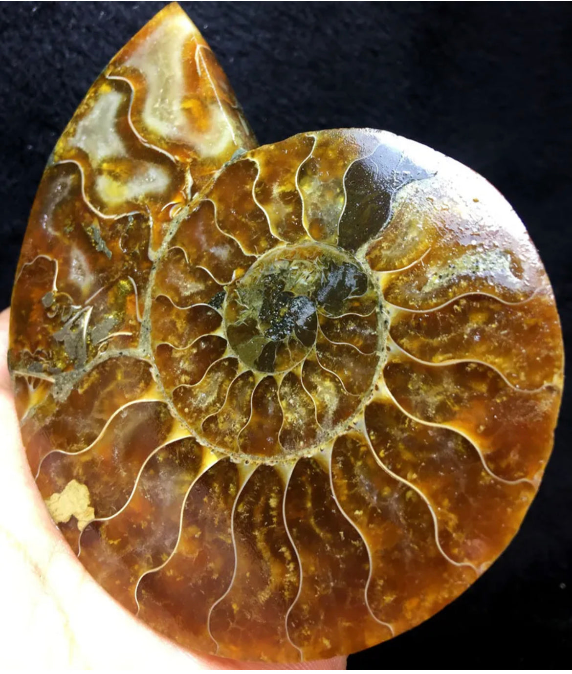 Ammonite Fossil Shell