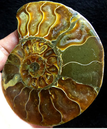 Ammonite Fossil Shell