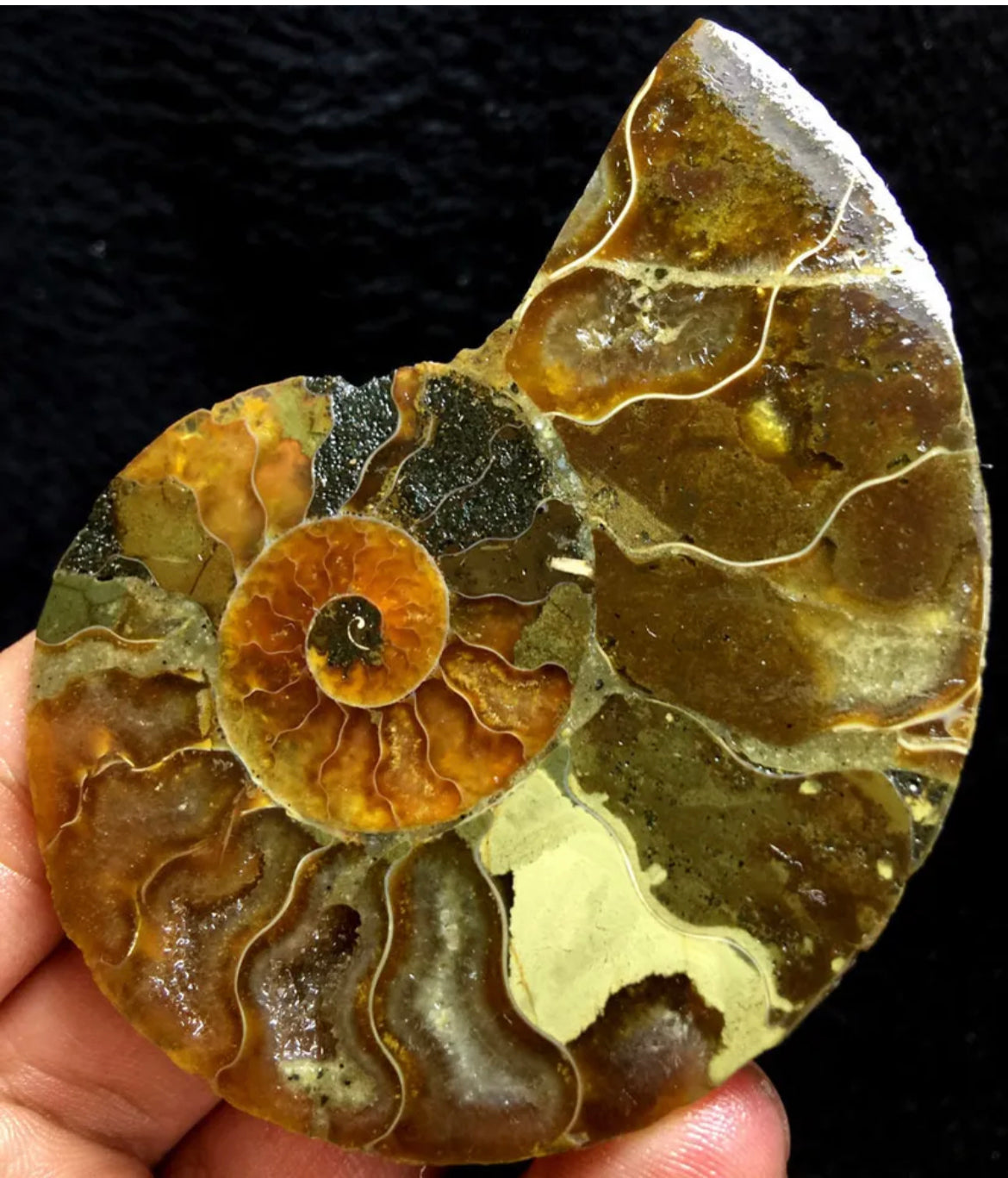 Ammonite Fossil Shell