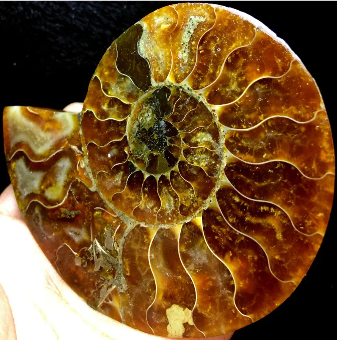 Ammonite Fossil Shell