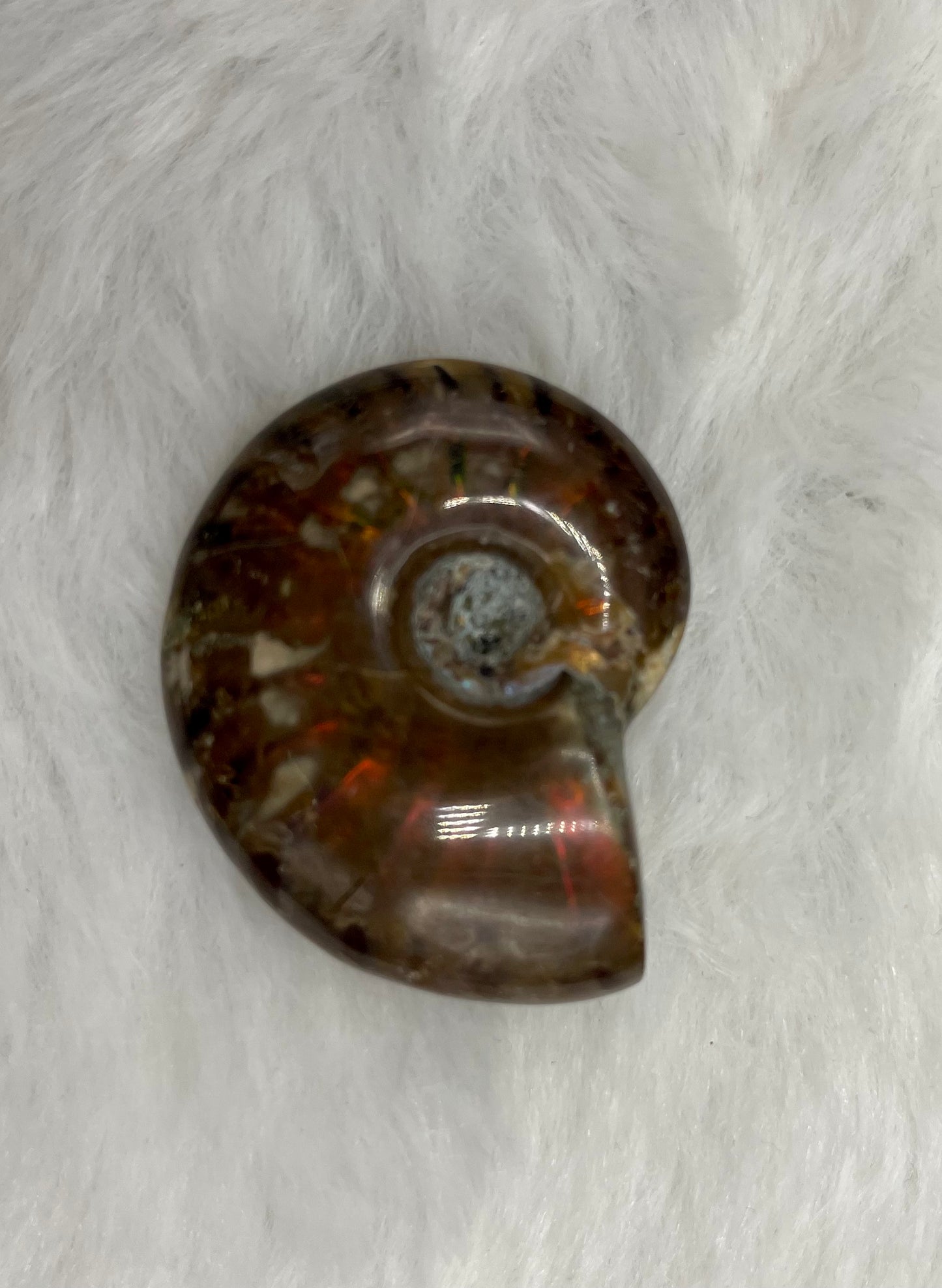 Whole Ammonite Fossil Shell