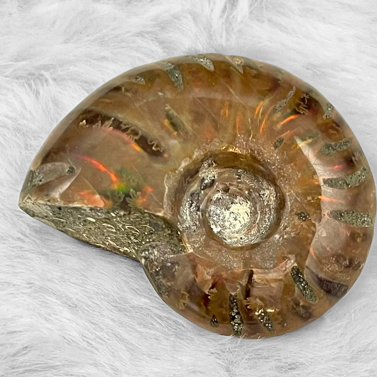 Whole Ammonite Fossil Shell