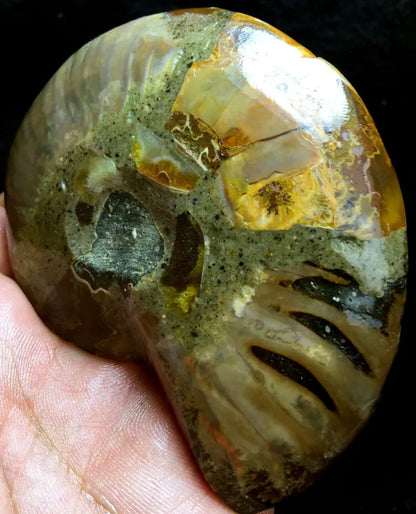 Ammonite Fossil Shell