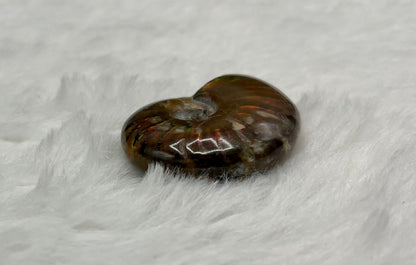 Whole Ammonite Fossil Shell