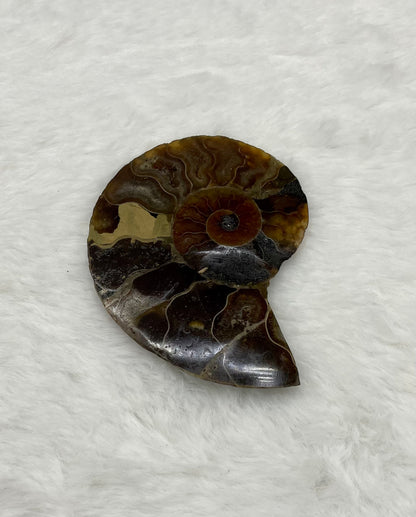 Ammonite Fossil Shell