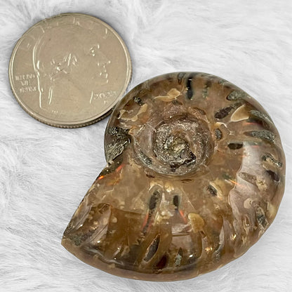 Whole Ammonite Fossil Shell