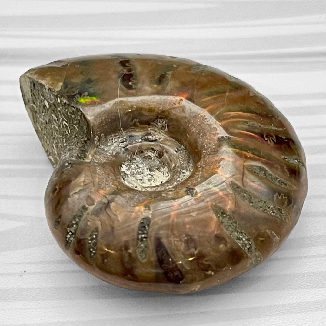 Whole Ammonite Fossil Shell