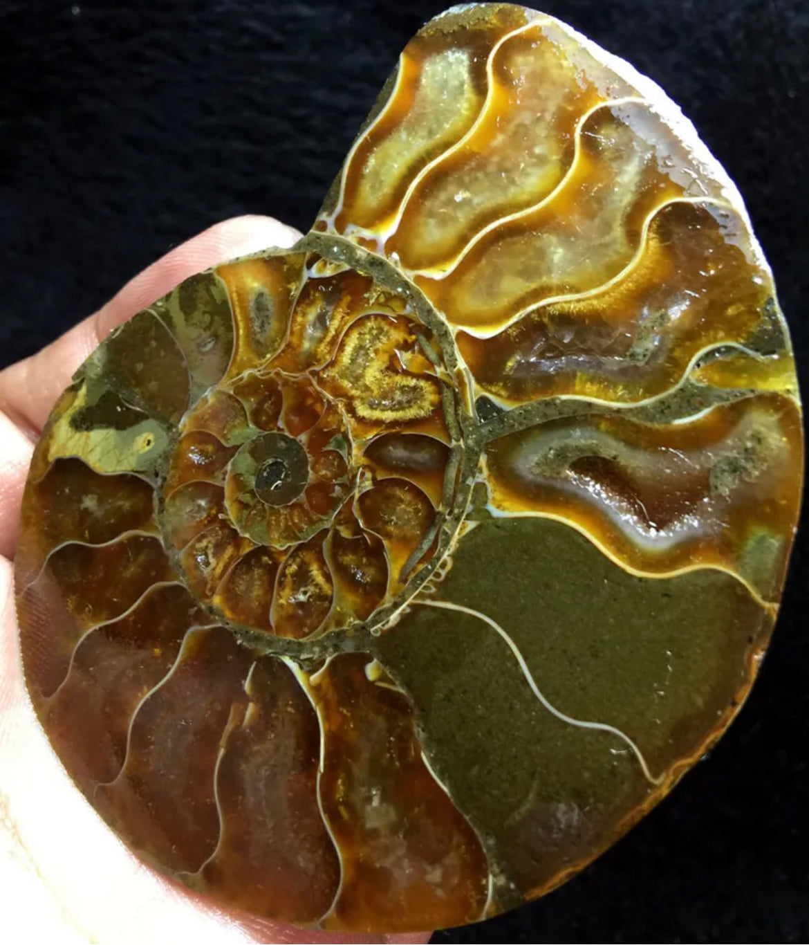 Ammonite Fossil Shell