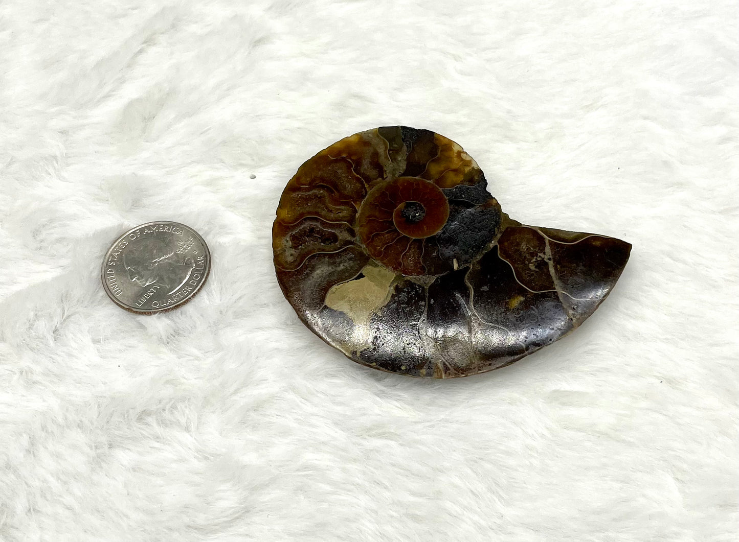 Ammonite Fossil Shell