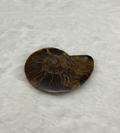 Ammonite Fossil Shell