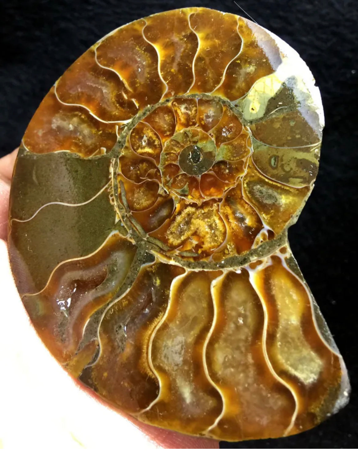 Ammonite Fossil Shell