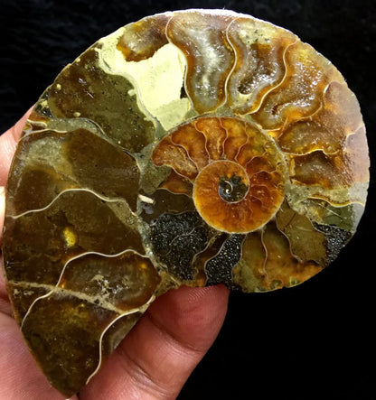 Ammonite Fossil Shell