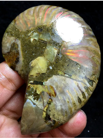 Ammonite Fossil Shell