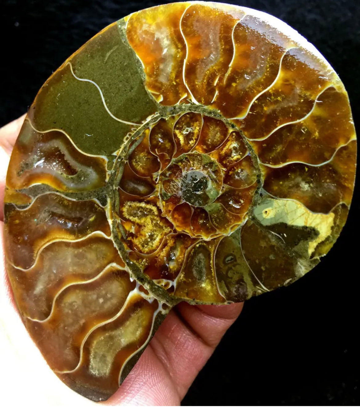 Ammonite Fossil Shell