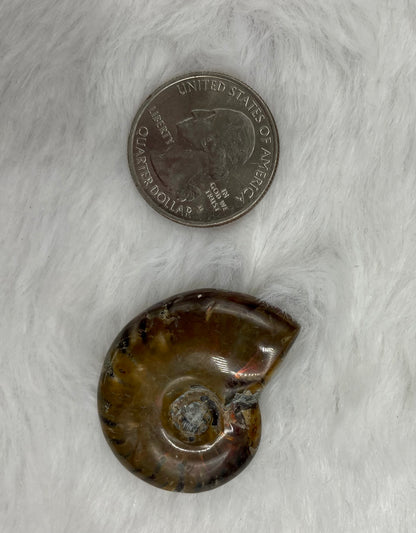 Whole Ammonite Fossil Shell