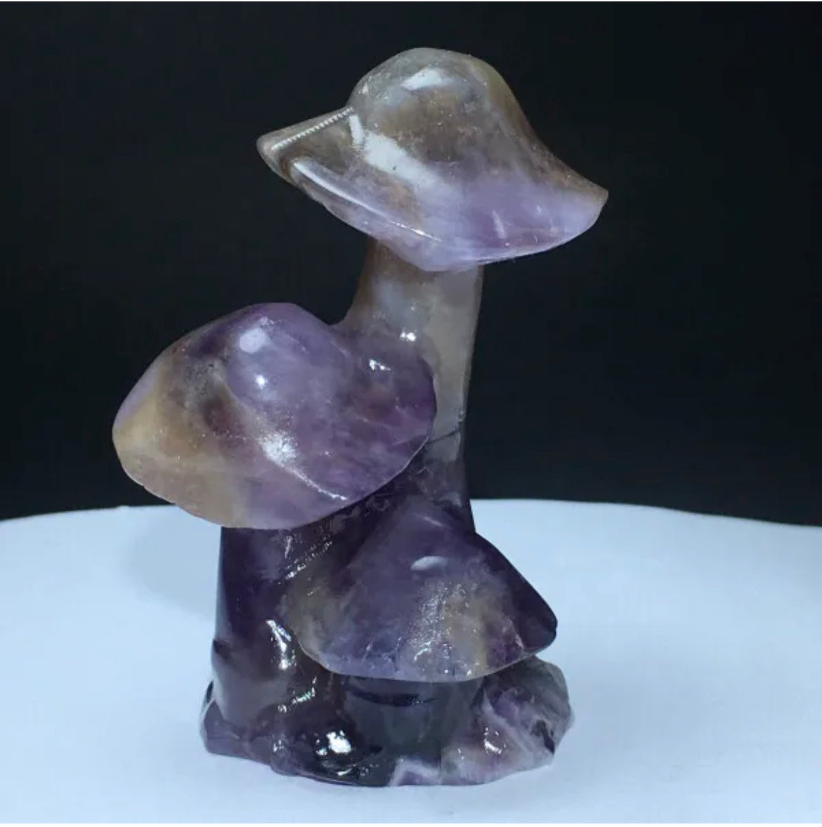 Amethyst mushroom bunch