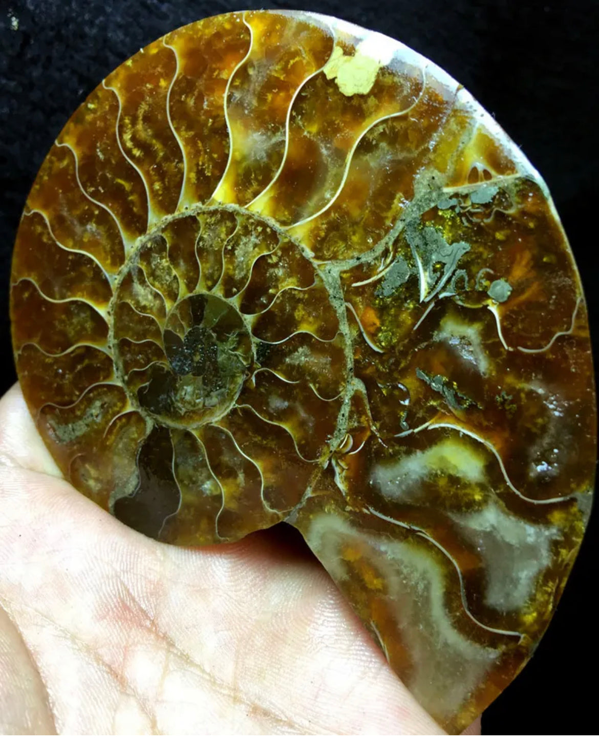 Ammonite Fossil Shell