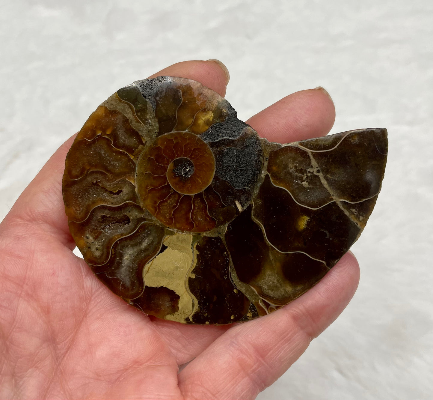 Ammonite Fossil Shell