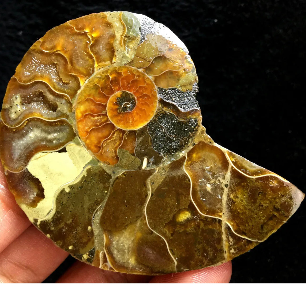 Ammonite Fossil Shell