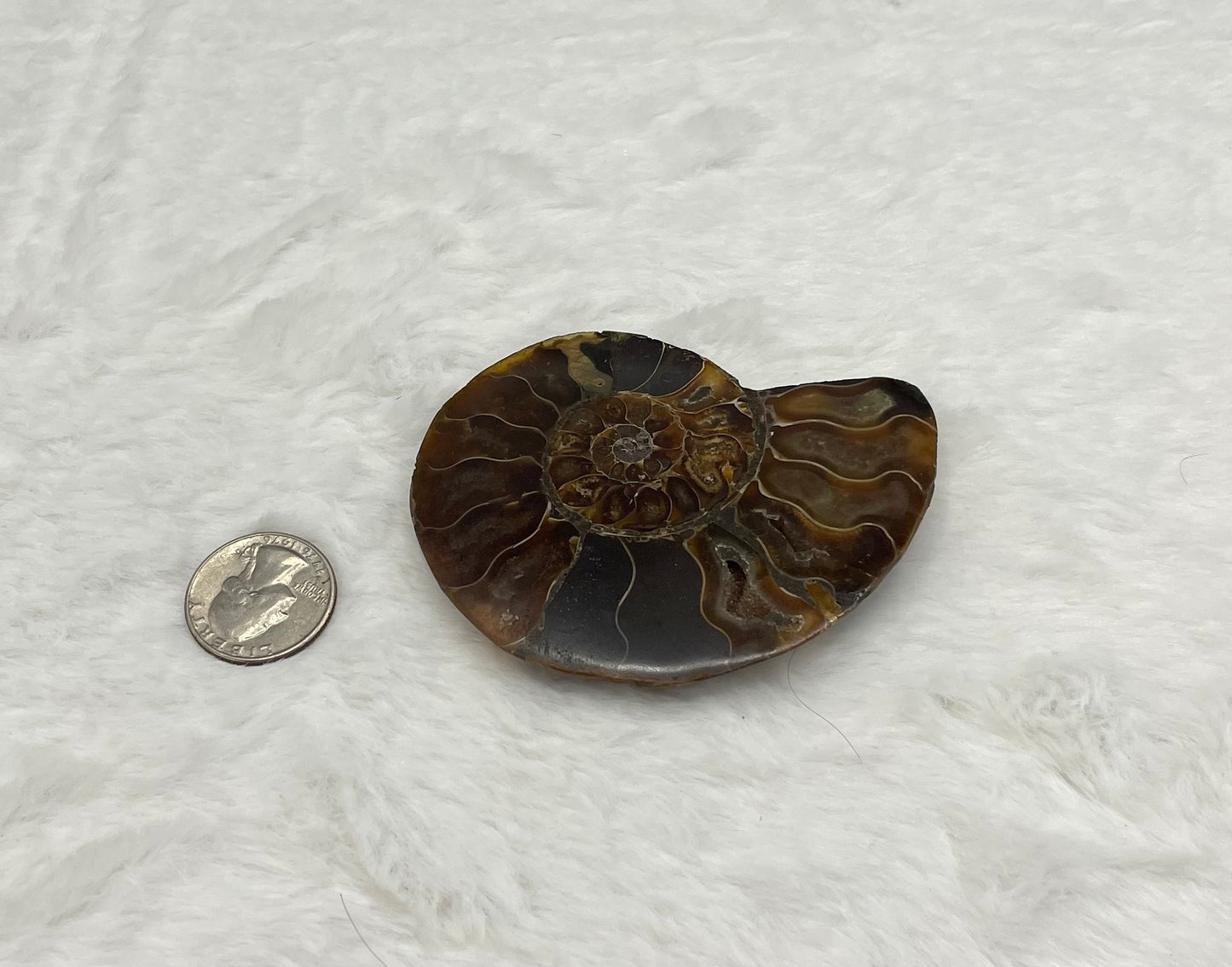 Ammonite Fossil Shell