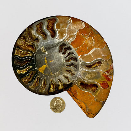 Ammonite Fossil Shell