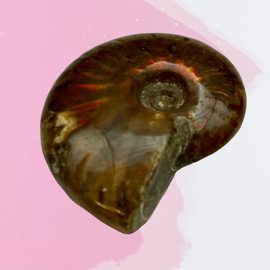 Whole Ammonite Fossil Shell