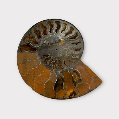 Ammonite Fossil Shell