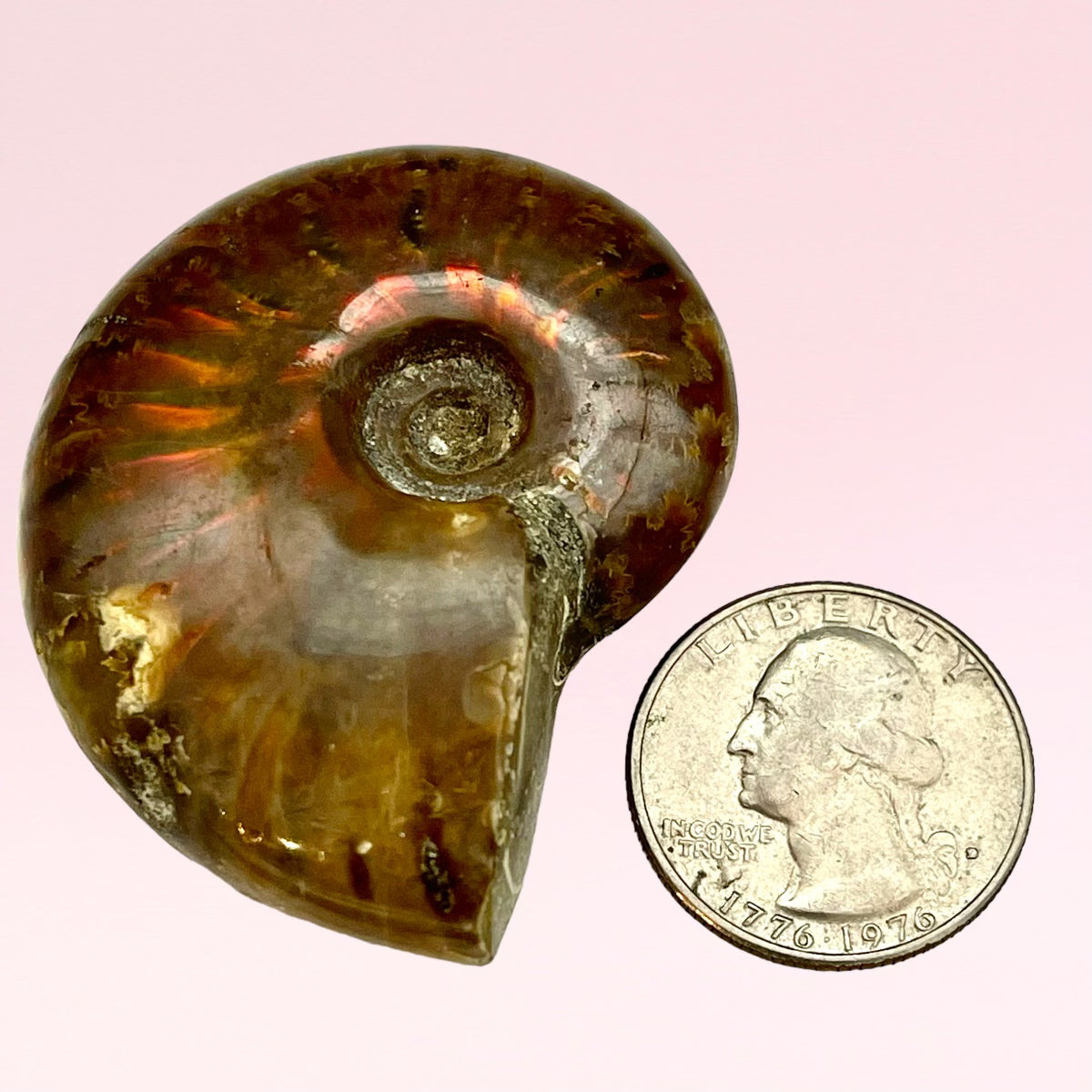 Whole Ammonite Fossil Shell