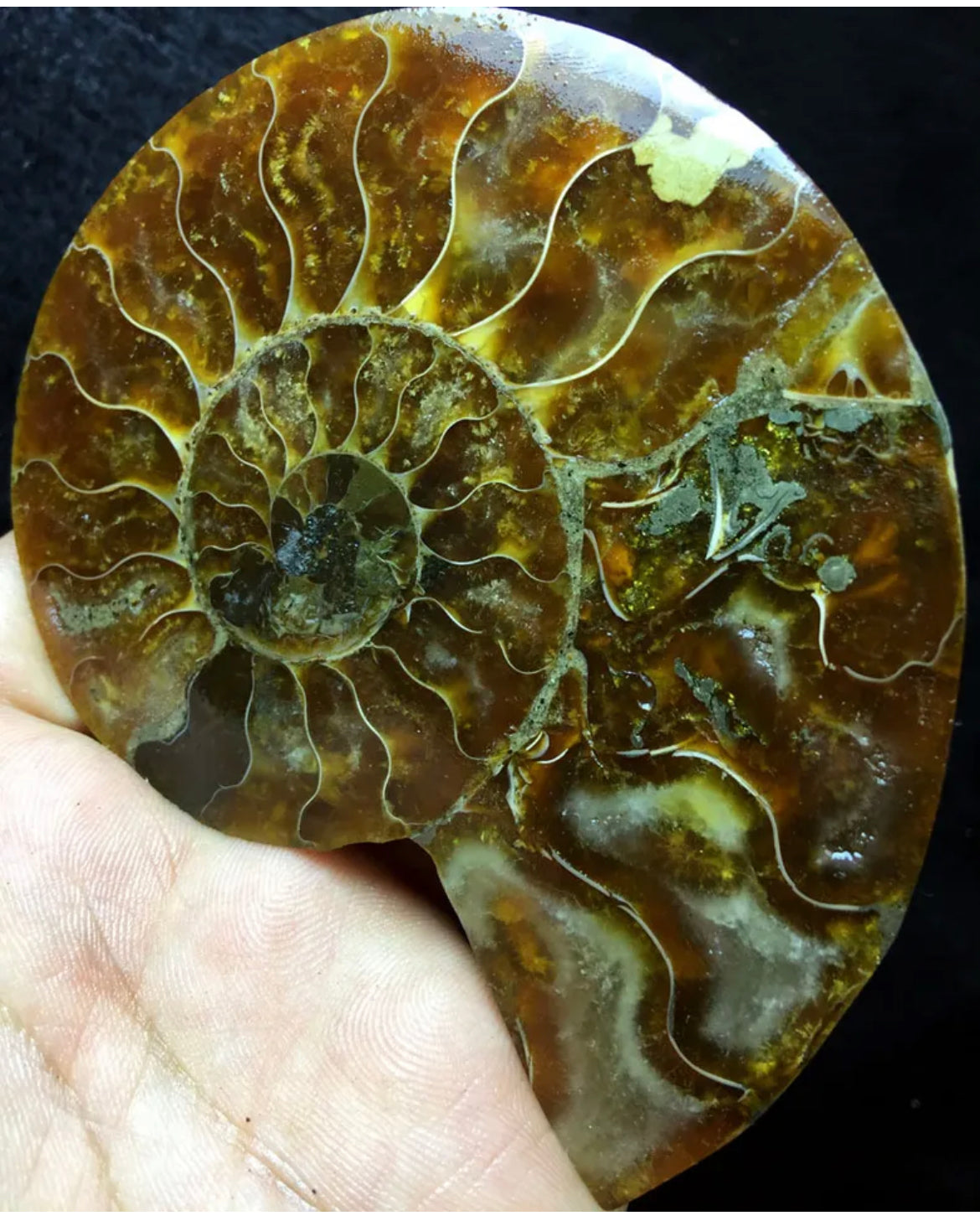 Ammonite Fossil Shell