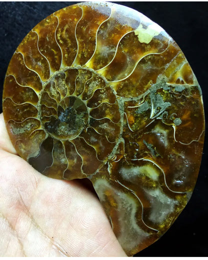 Ammonite Fossil Shell