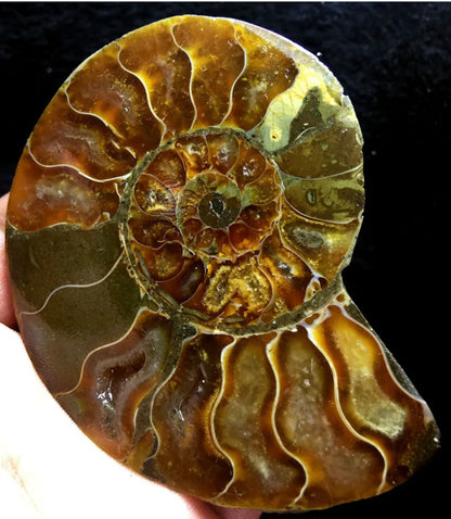 Ammonite Fossil Shell