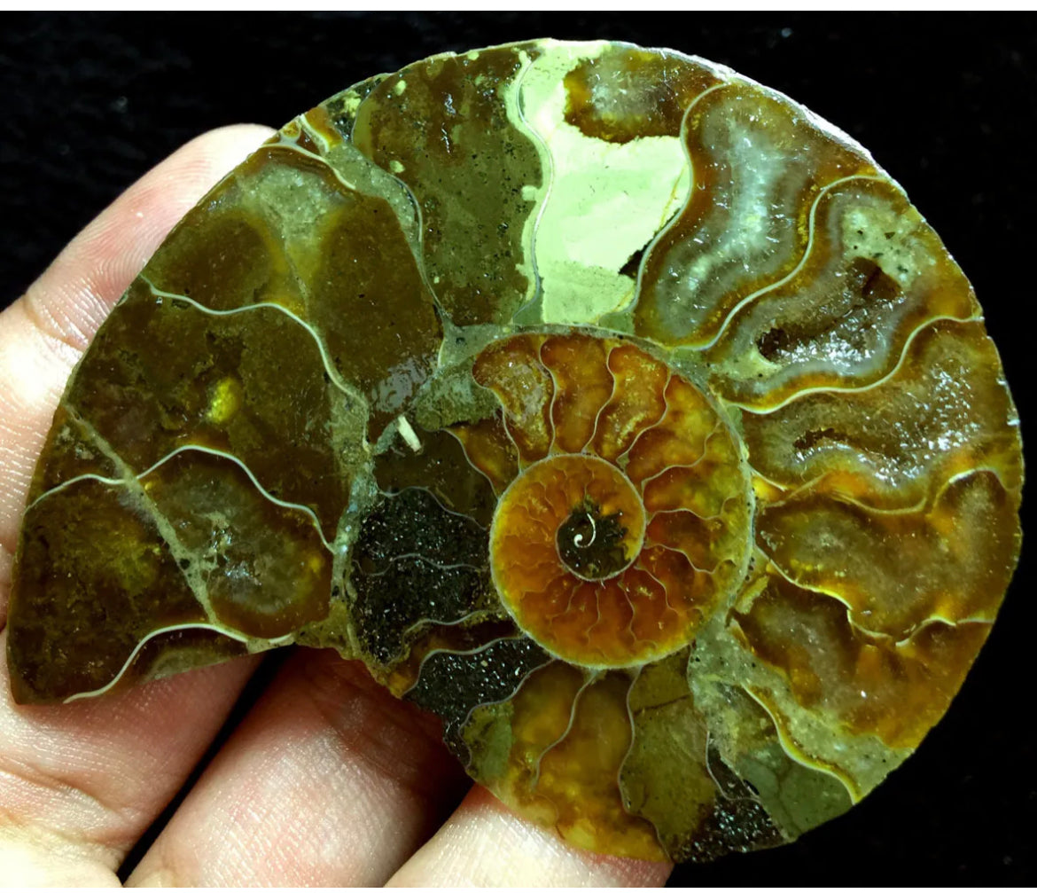 Ammonite Fossil Shell