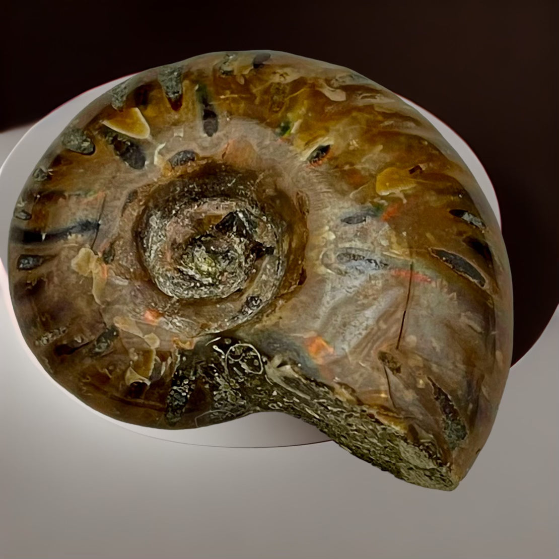 Whole Ammonite Fossil Shell