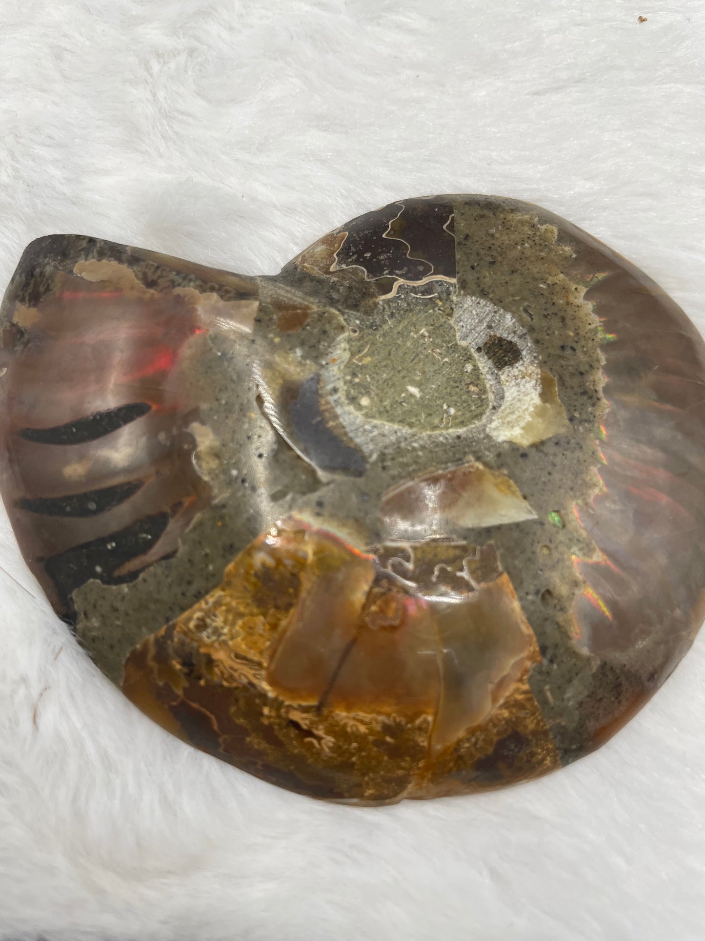 Ammonite Fossil Shell