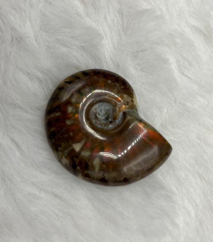 Whole Ammonite Fossil Shell