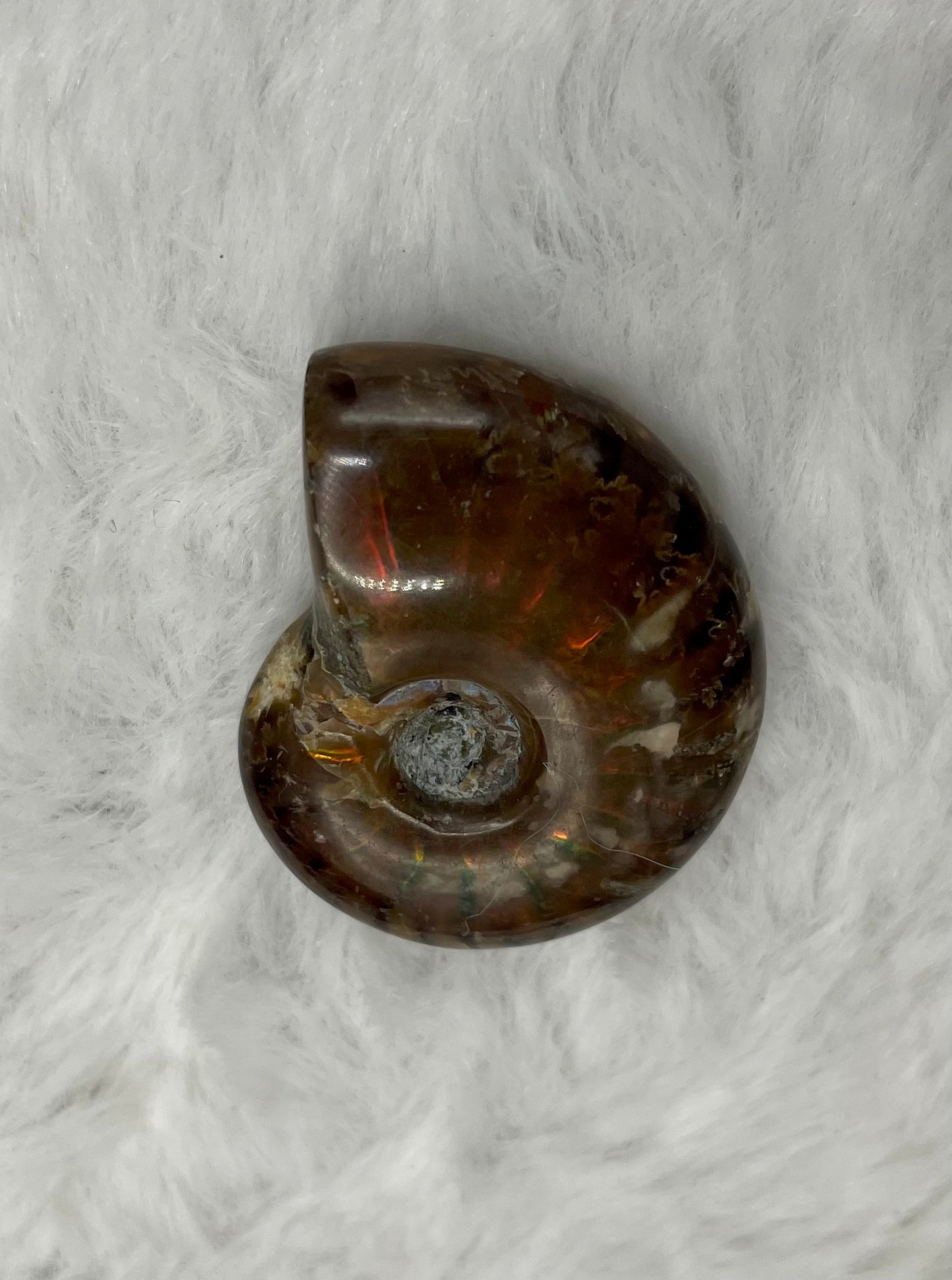 Whole Ammonite Fossil Shell