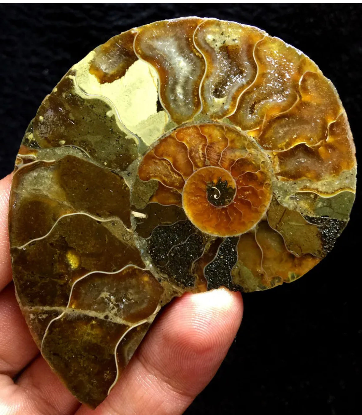 Ammonite Fossil Shell