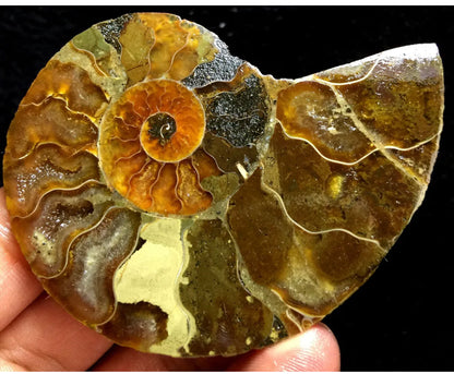 Ammonite Fossil Shell