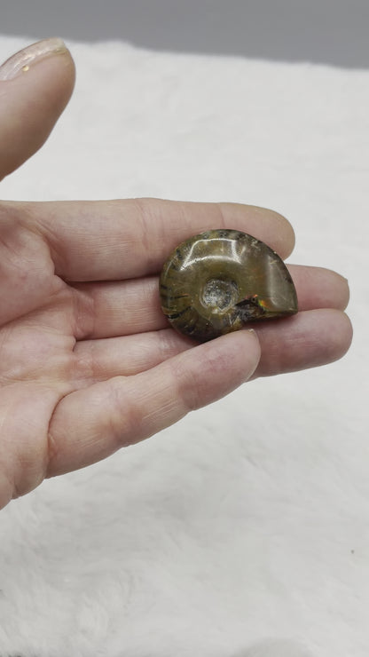 Whole Ammonite Fossil Shell