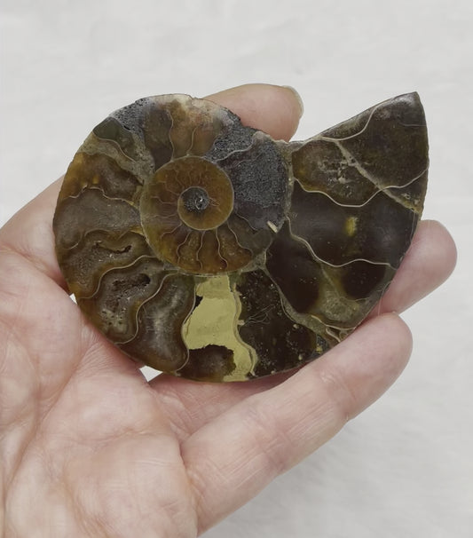 Ammonite Fossil Shell