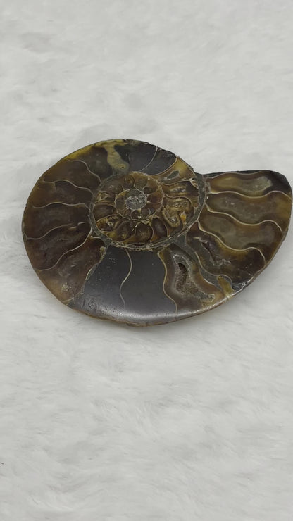 Ammonite Fossil Shell