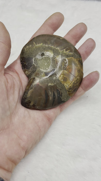 Ammonite Fossil Shell