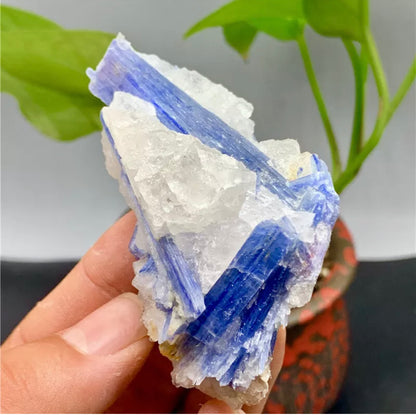 Rough Kyanite in Quartz Mineral Specimen