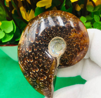 Natural Chrysanthemum Conch, Ancient Fossil Specimens, Madagascar ,75G