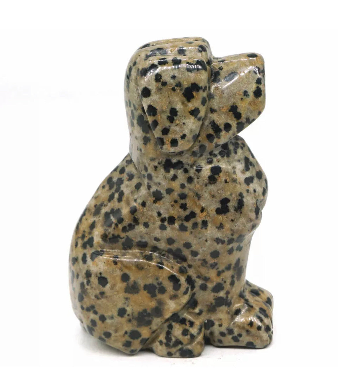 Dalmatian Jasper Dog