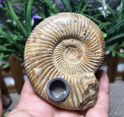 Natural Conch Shell Smoking Pipe