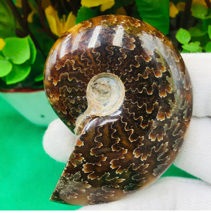 Natural Chrysanthemum Conch, Ancient Fossil Specimens, Madagascar ,75G