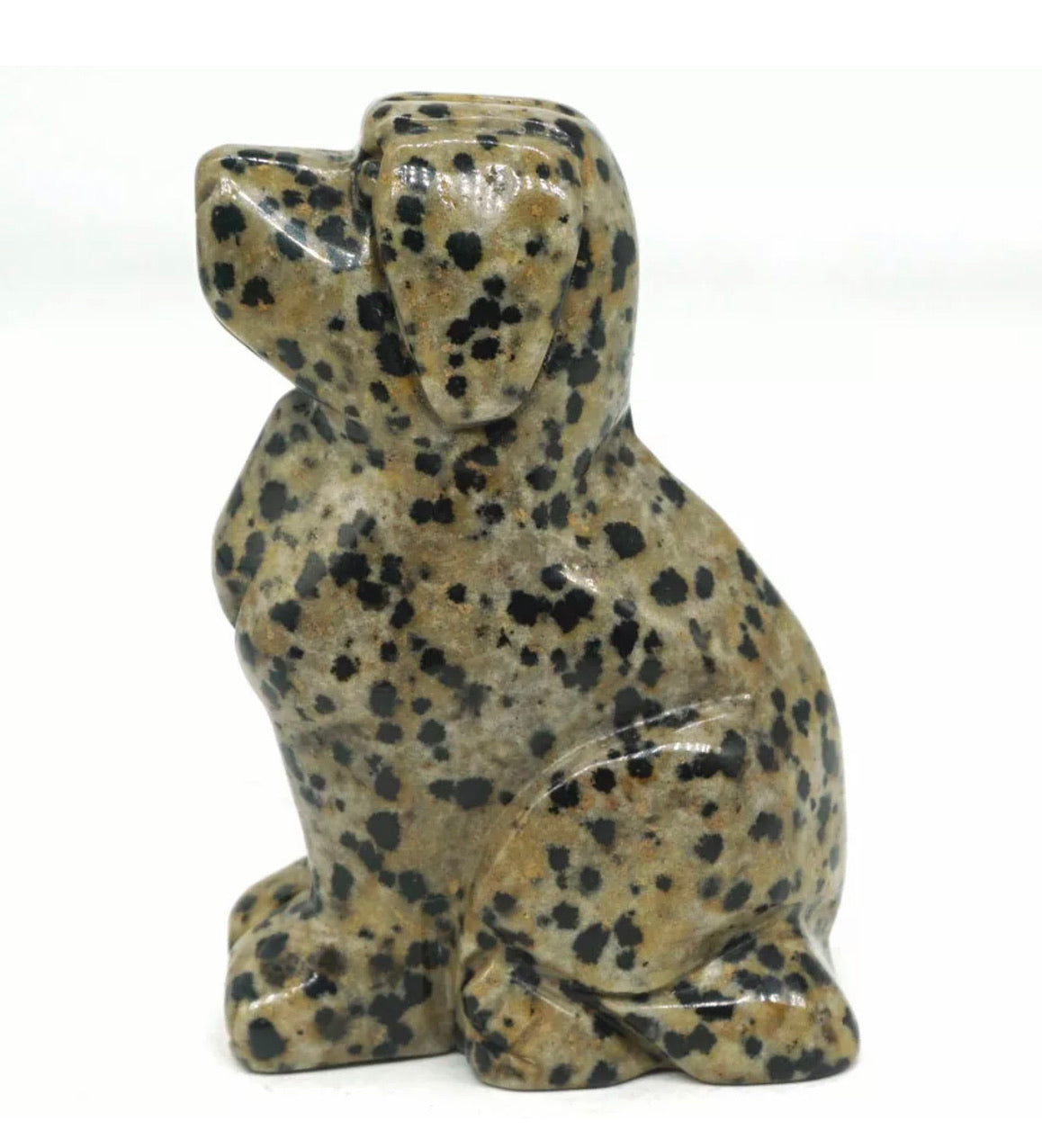 Dalmatian Jasper Dog